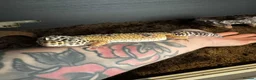 Leopard Gecko reptiles for sale: Leopard Gecko  - Advert 2