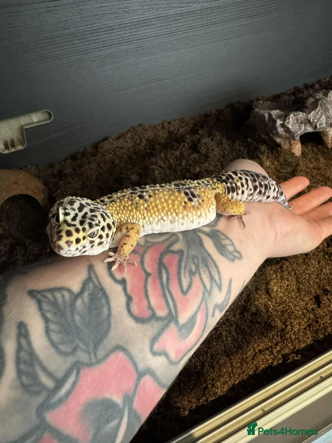 Leopard Gecko reptiles for sale: Leopard Gecko  - Advert 2