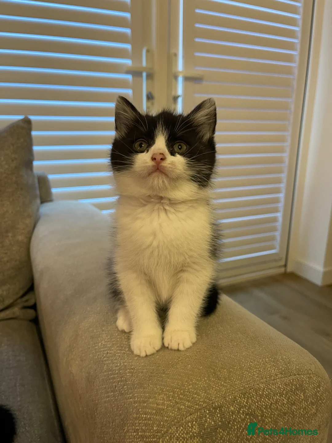 Mixed Breed cats for sale: Adorable Half British Shorthair Female Kittens  🐾 - Advert 10