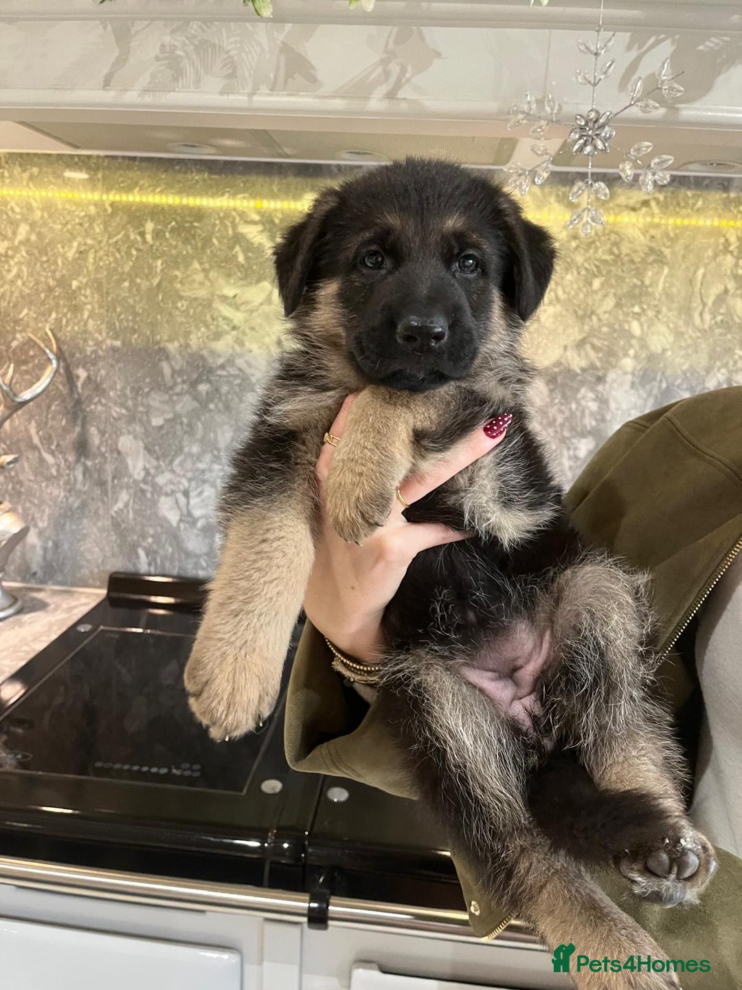 German Shepherd dogs for sale: German Shepherd Puppies Family-Raised 🐾 - Advert 7