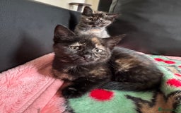 Mixed Breed cats for sale: 3 beautiful kittens for sale  - Image 6