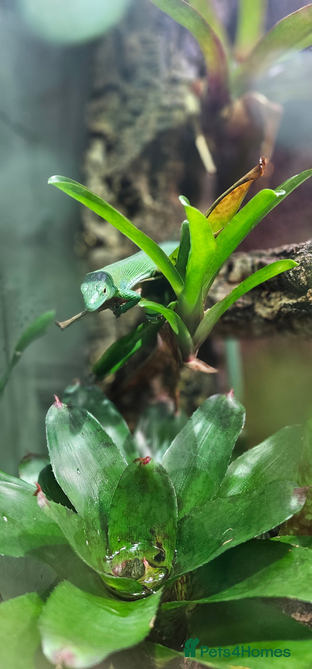 Lizard reptiles for sale: Green keel bellied lizards  - Advert 5