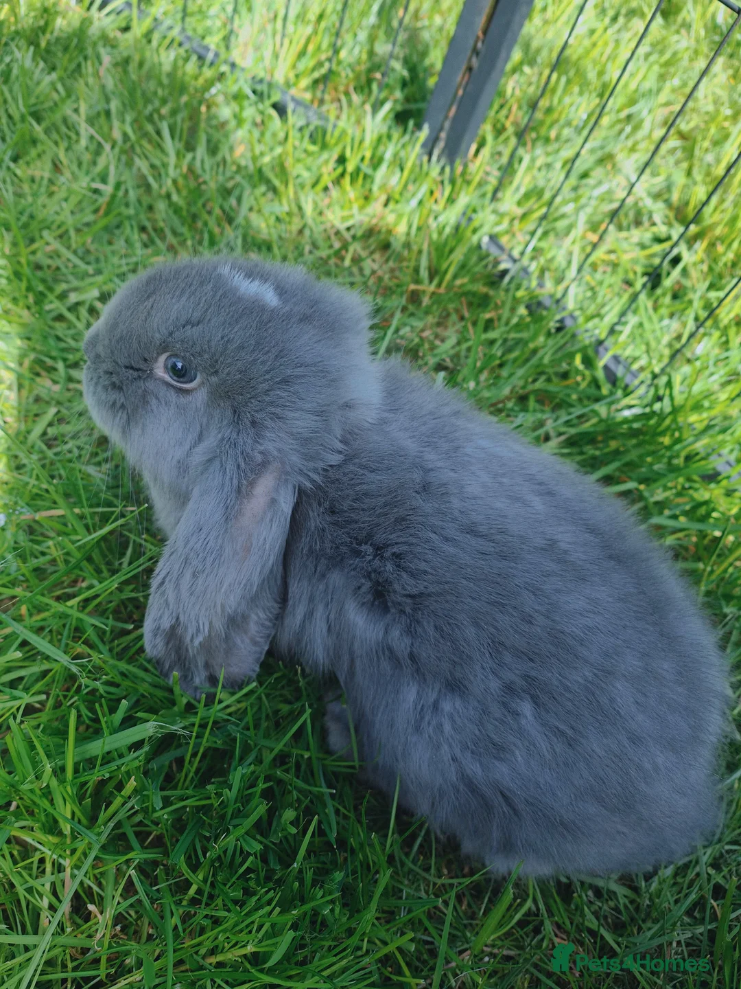 French Lop rabbits for sale: French lops  - Advert 2