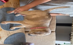 Mixed Breed dogs for sale: Chow chow x American bull dog  - Image 6