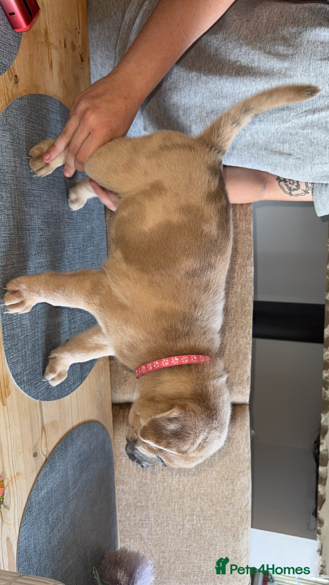Mixed Breed dogs for sale: Chow chow x American bull dog  - Image 6