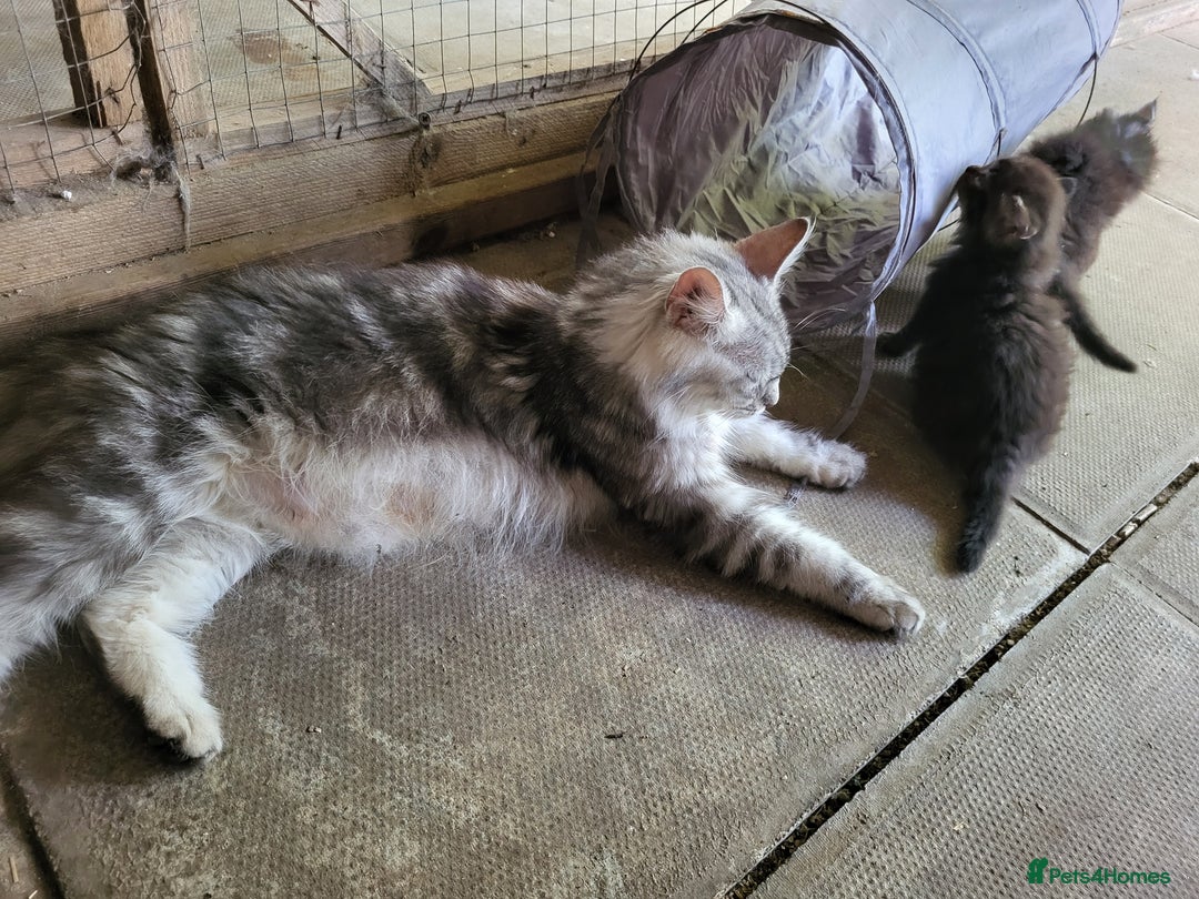 Maine Coon cats for sale: Beautiful Maine Coon x kittens ready now - Image 11