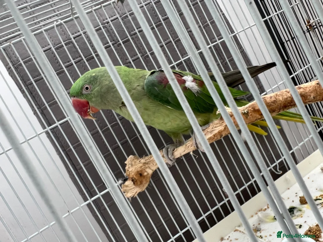 Mixed Breed birds for sale: Indian ringneck and Alexandrine parrot  - Advert 11