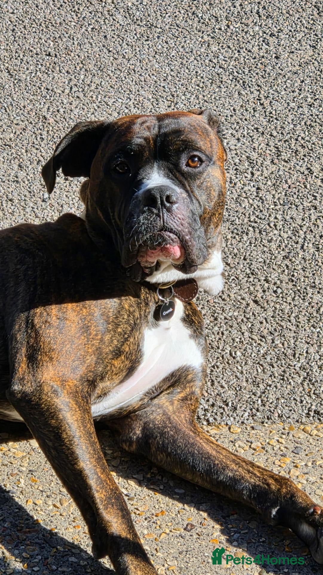 Mixed Breed dogs COOPER  - Advert 1