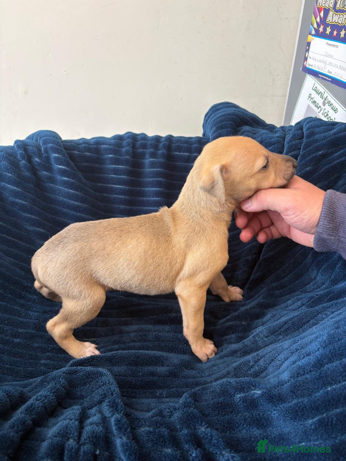 Mixed Breed dogs for sale: Saluki whippet greyhound - Advert 8