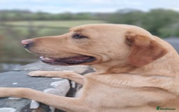 Labrador Retriever dogs for stud: LEADBURN DIGGER  - Image 3