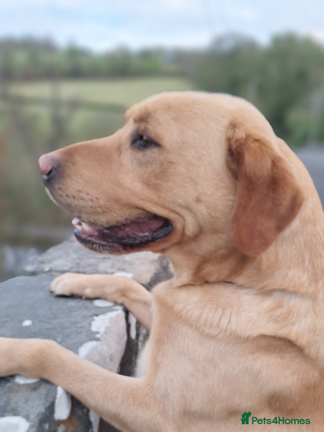 Labrador Retriever dogs for stud: LEADBURN DIGGER  - Image 3