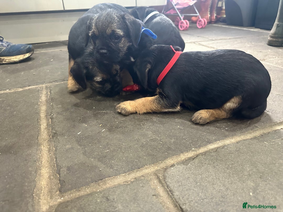 Border Terrier dogs for sale: Border Terrier Pups -Beautiful Pedigree  - Image 25