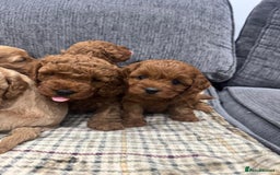 Cockapoo dogs for sale: BEAUTIFUL F1B COCKAPOO PUPS - Image 13