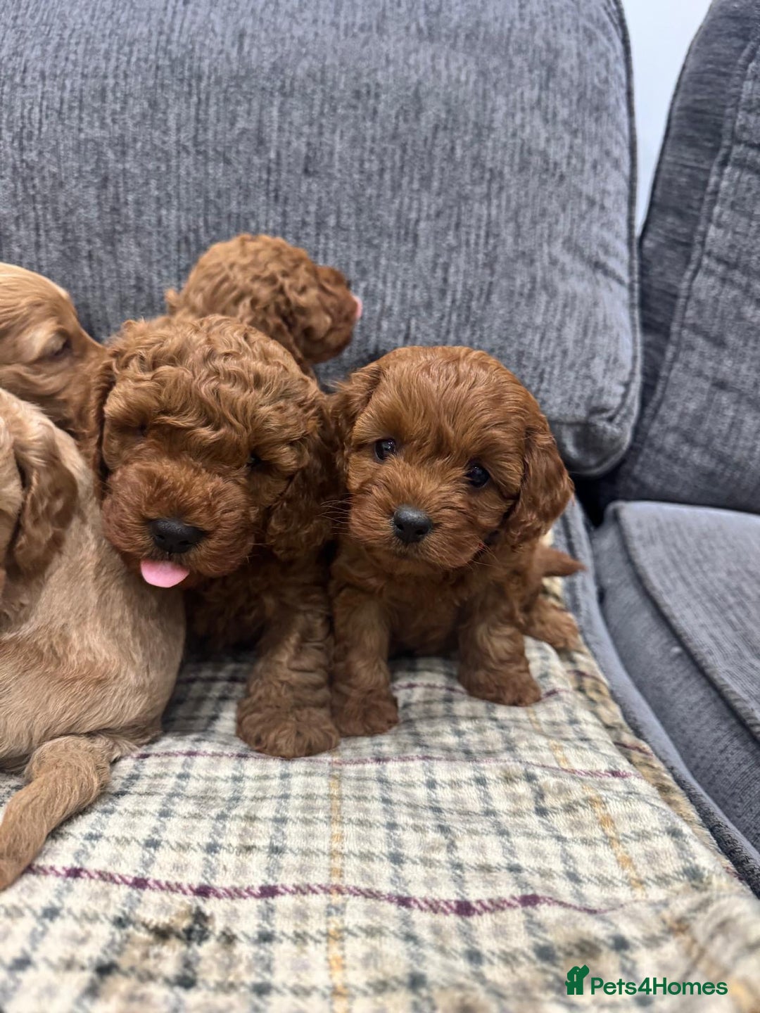 Cockapoo dogs for sale: BEAUTIFUL F1B COCKAPOO PUPS - Image 13