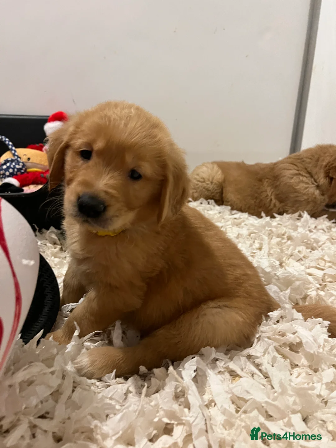 Golden Retriever dogs for stud: Hip & elbow scored health tested proven stud boy  in Barnsley - Advert 17