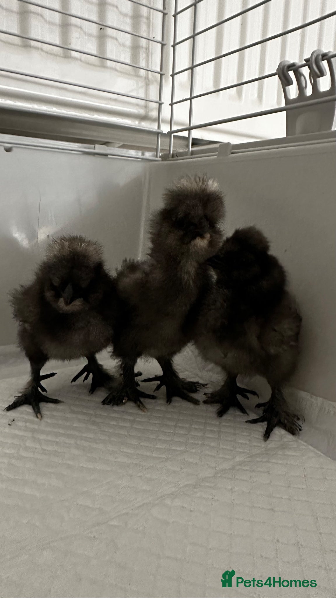 Chickens poultry Black Silkie Chickens  - Advert 1