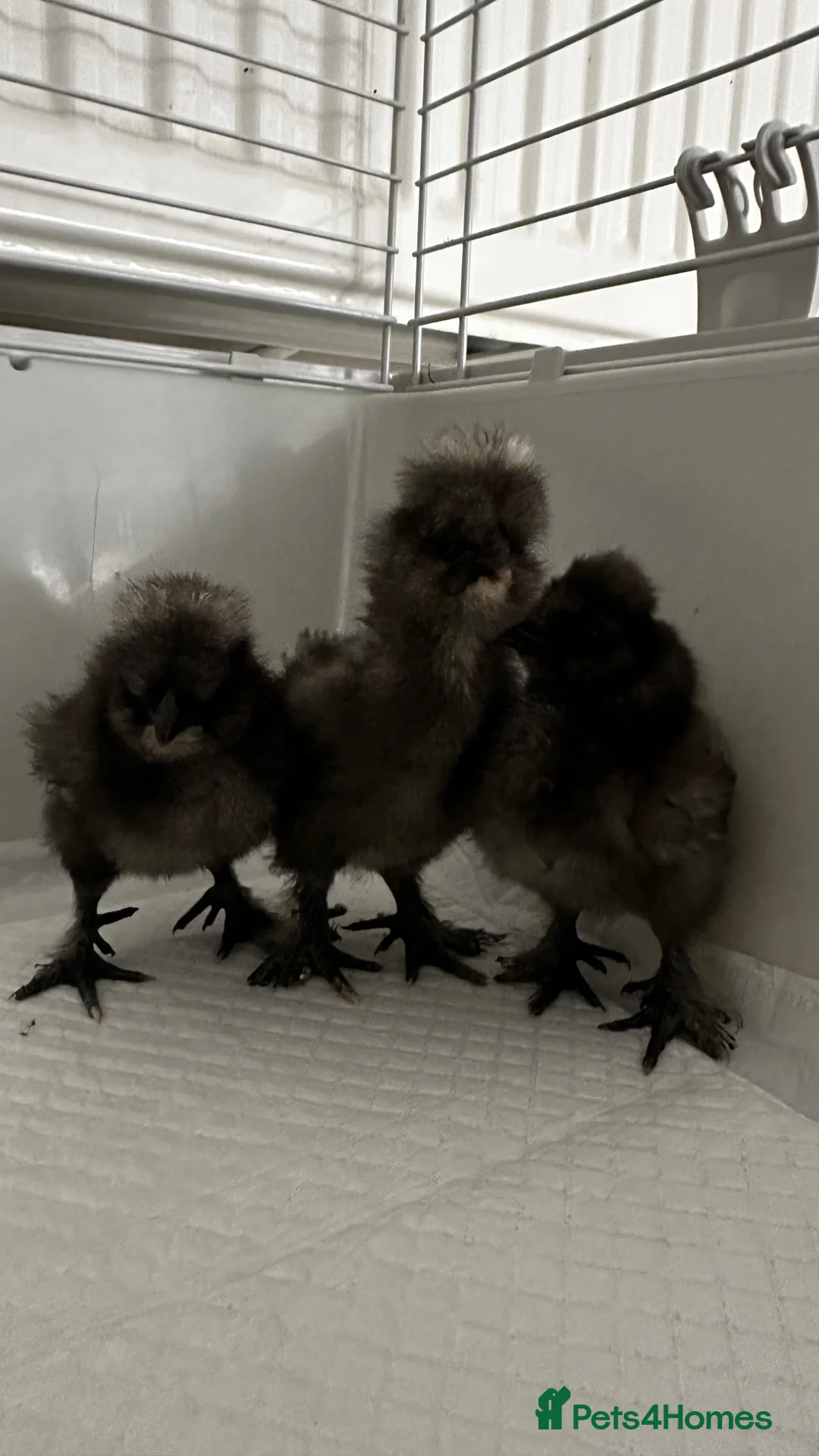 Chickens poultry for sale: Black Silkie Chickens  in Milton Keynes - Advert 1