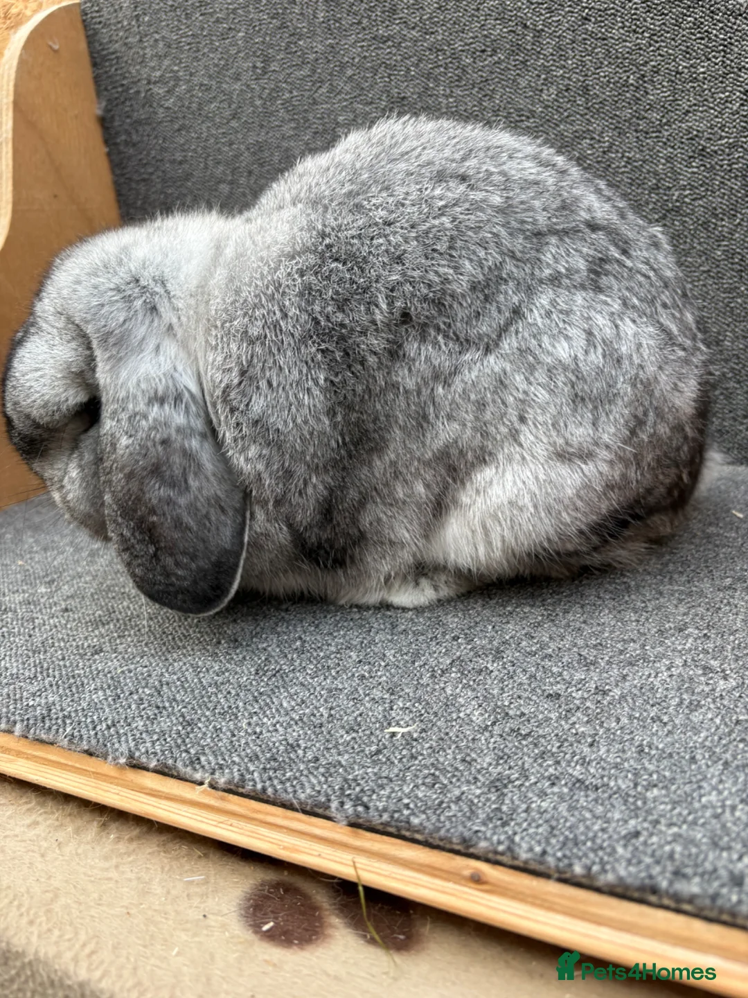 Mixed Breed rabbits for sale: Mini Lop x Dwarf Lop  - Advert 18