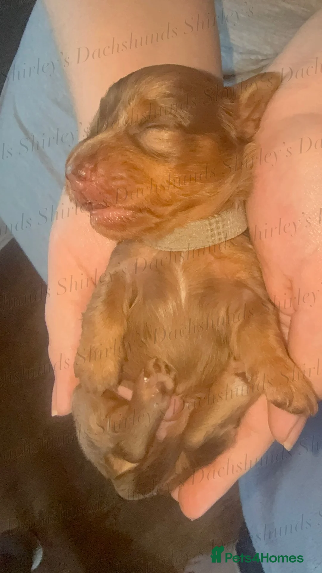Miniature Dachshund dogs for sale: Longhaired Miniature Dachshunds KC Registered  - Advert 22