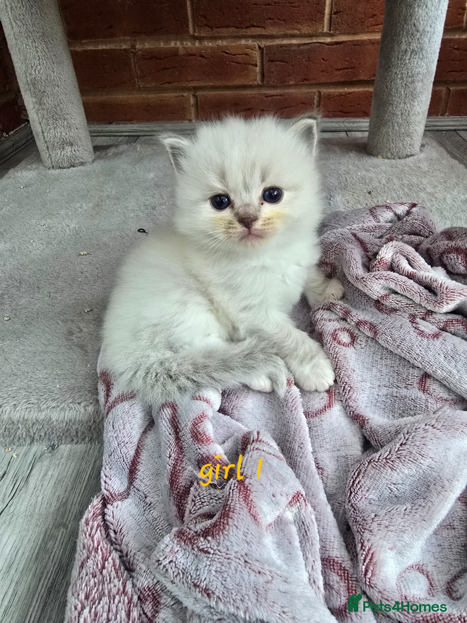 Ragdoll cats Stunning European bloodline kittens - Advert 3