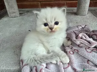 Ragdoll cats Stunning European bloodline kittens - Advert 3