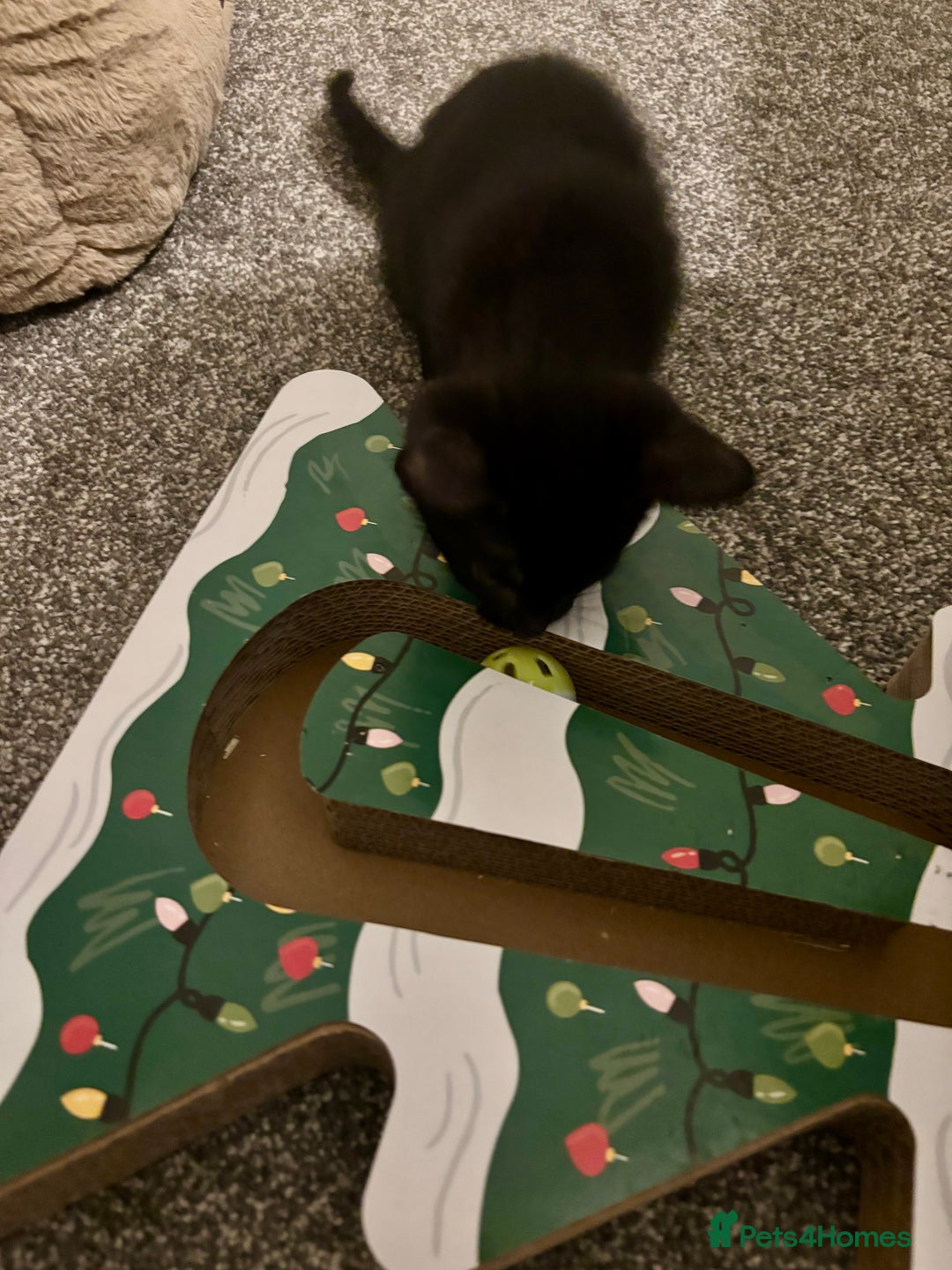 Mixed Breed cats for sale: Gorgeous black Siamese cross boy 🐾  - Advert 4