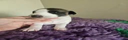 Whippet dogs for sale: Outstanding kc whippet - Advert 6