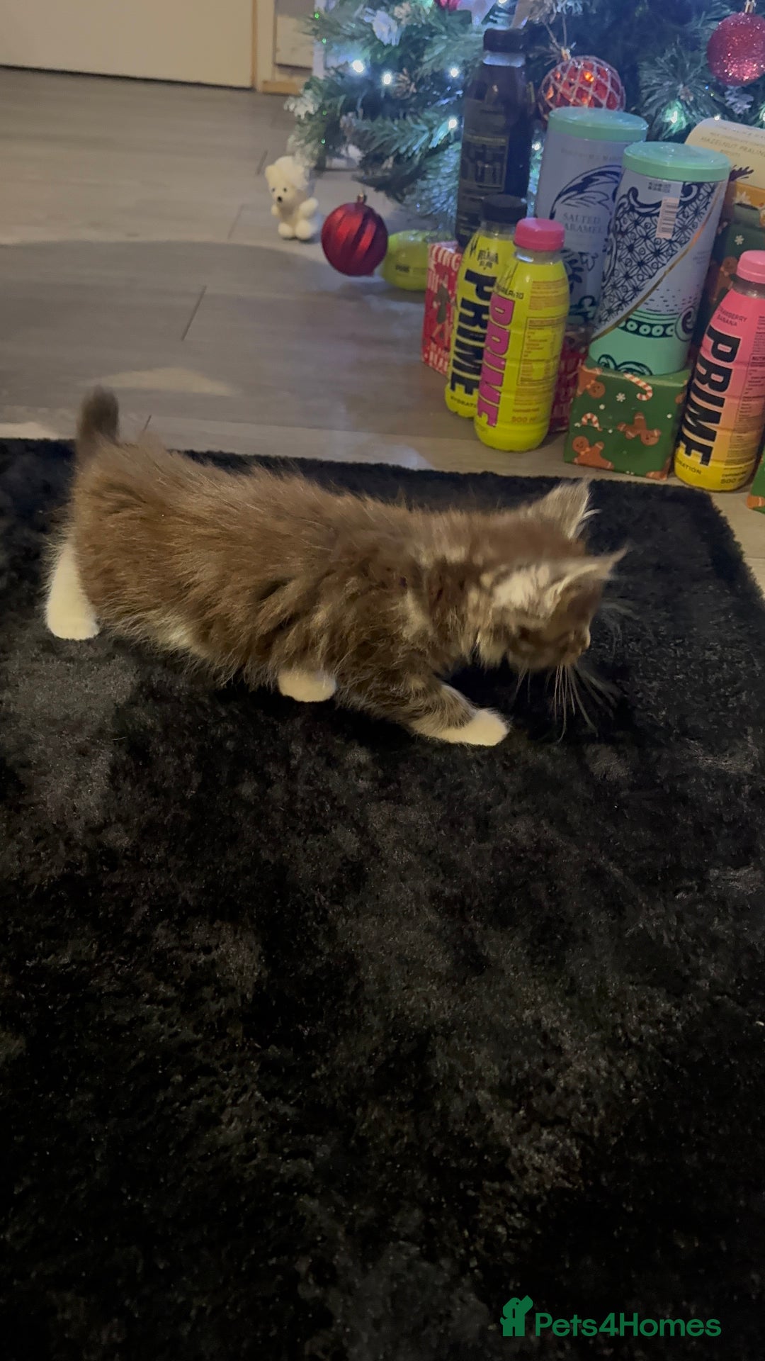 Maine Coon cats for sale: Full Maine Coon for sale - Advert 20