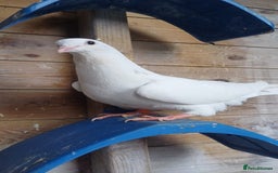 Pigeons birds for sale: Breeding pair of pigeons - Image 9