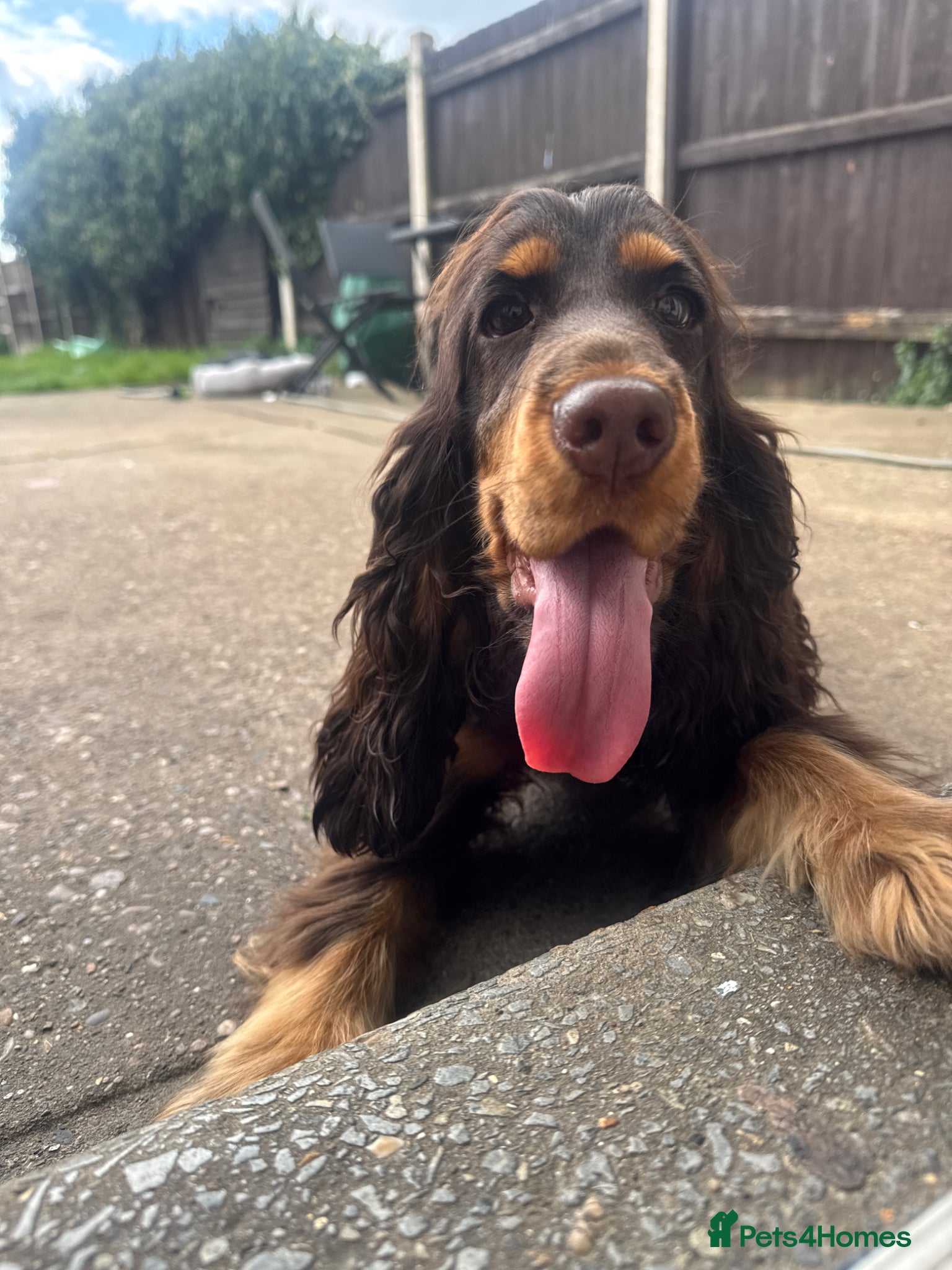 Cocker Spaniel dogs Chocolate and tan kc registered show spaniel - Advert 1