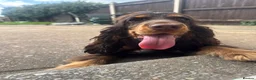 Cocker Spaniel dogs for sale: Chocolate and tan kc registered show spaniel - Advert 1