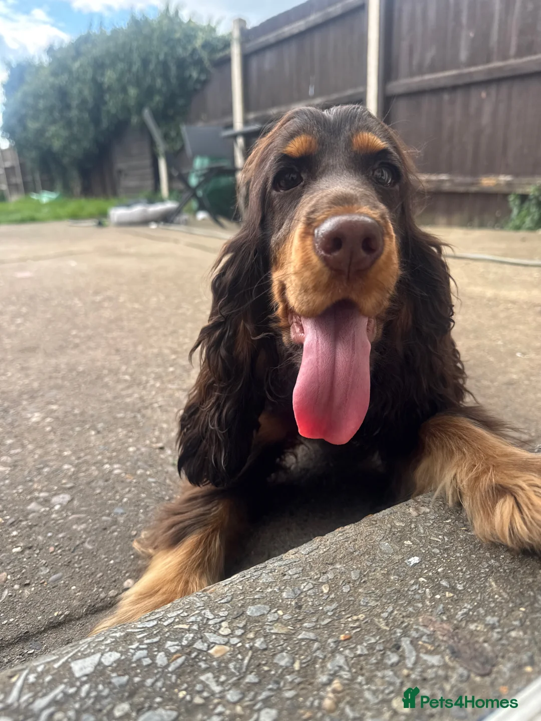 Cocker Spaniel dogs for sale: Chocolate and tan kc registered show spaniel - Advert 1