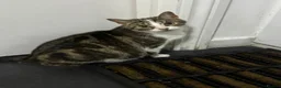 Mixed Breed cats for sale: Two 18weeks old Kittens ready for forever homes  - Advert 3