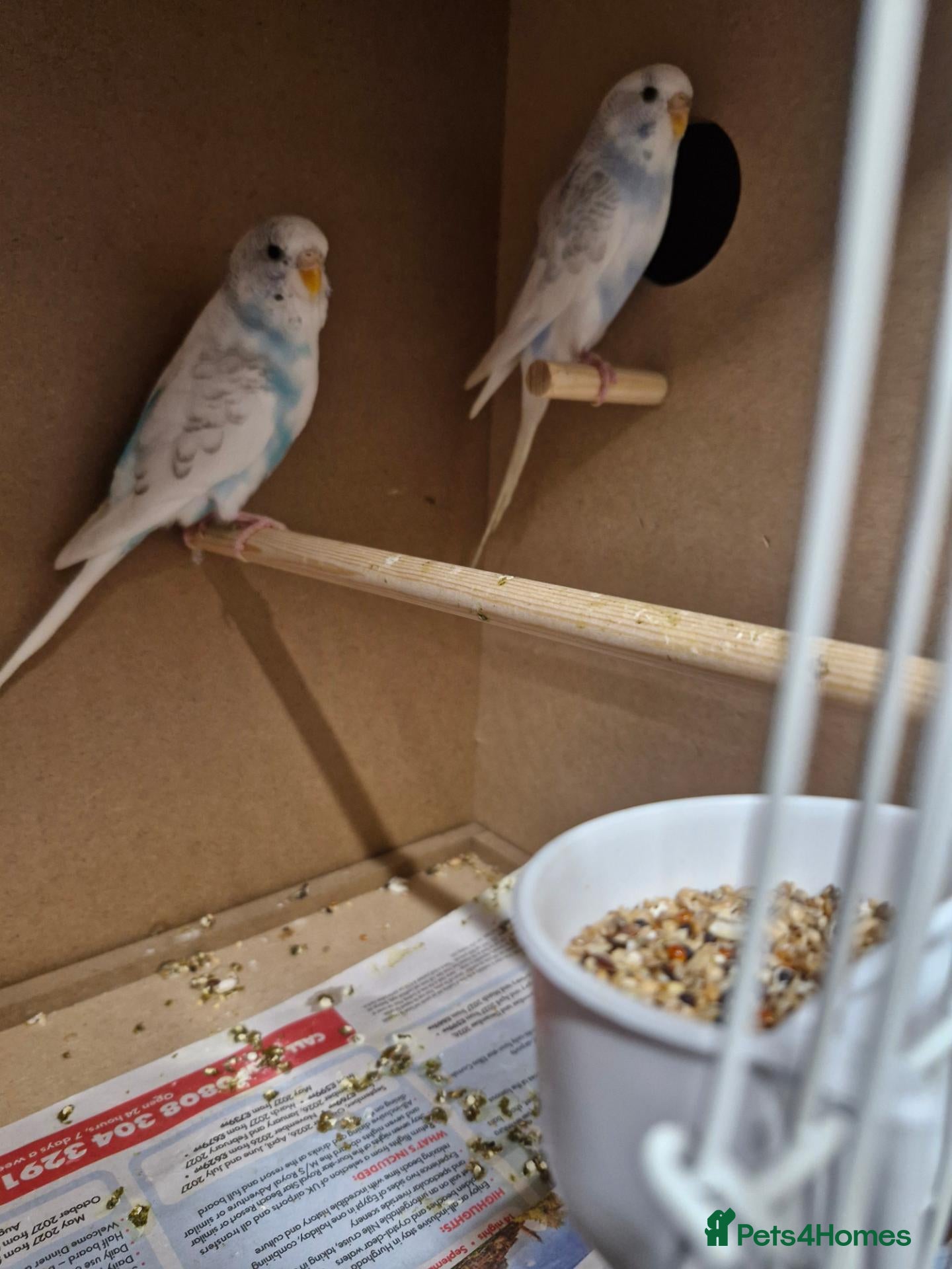Budgerigars birds X2 hen budgies - Advert 4