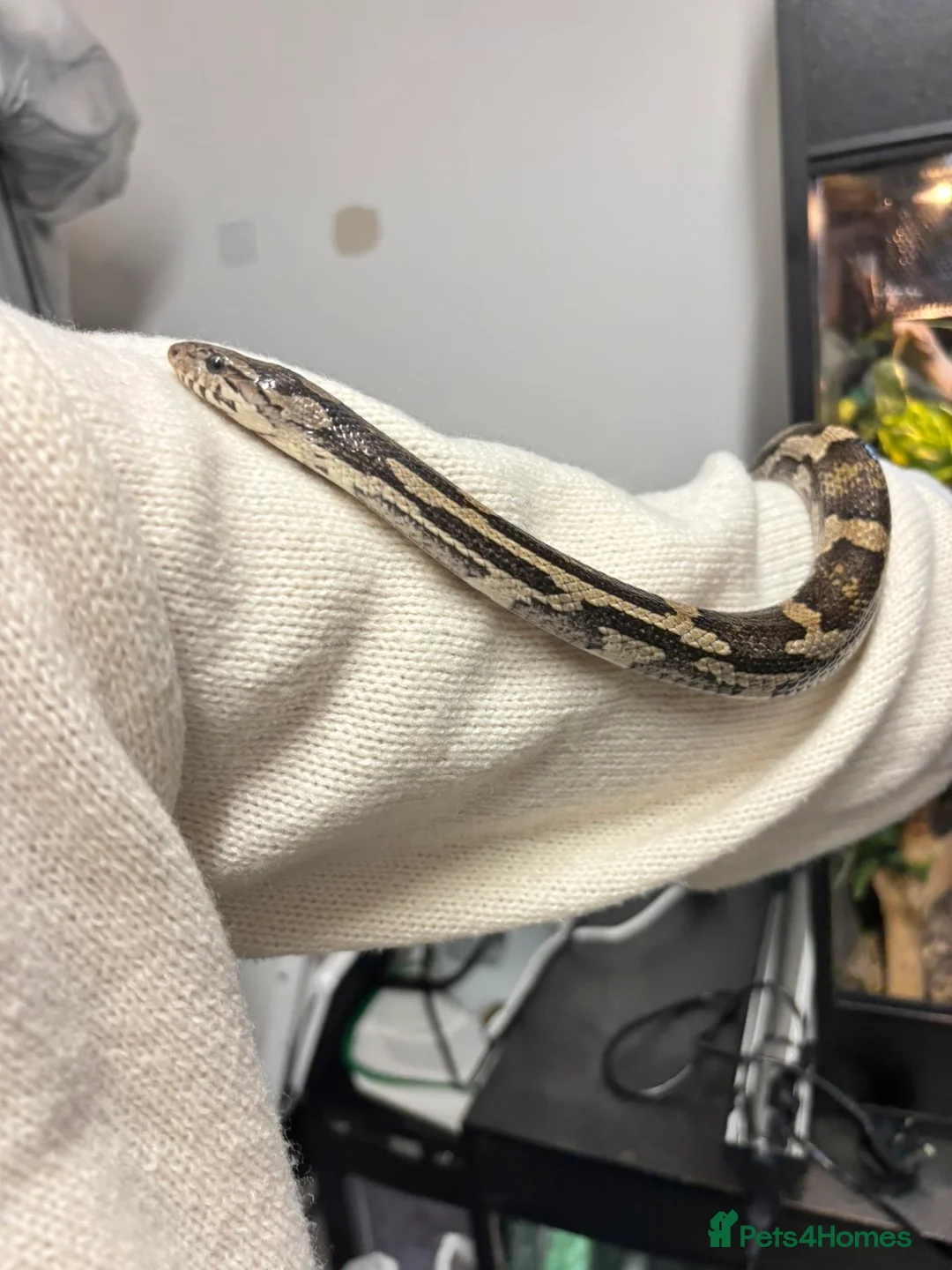 Corn Snake reptiles for sale: This is echo  - Advert 1