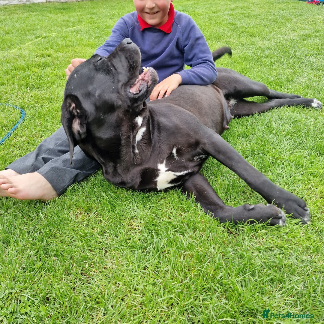 Cane Corso dogs for sale: ULTIMATE CANE CORSO PUPPIES  - Image 15
