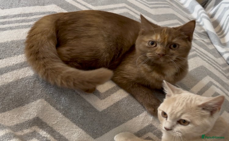 British Shorthair cats - Advert 16