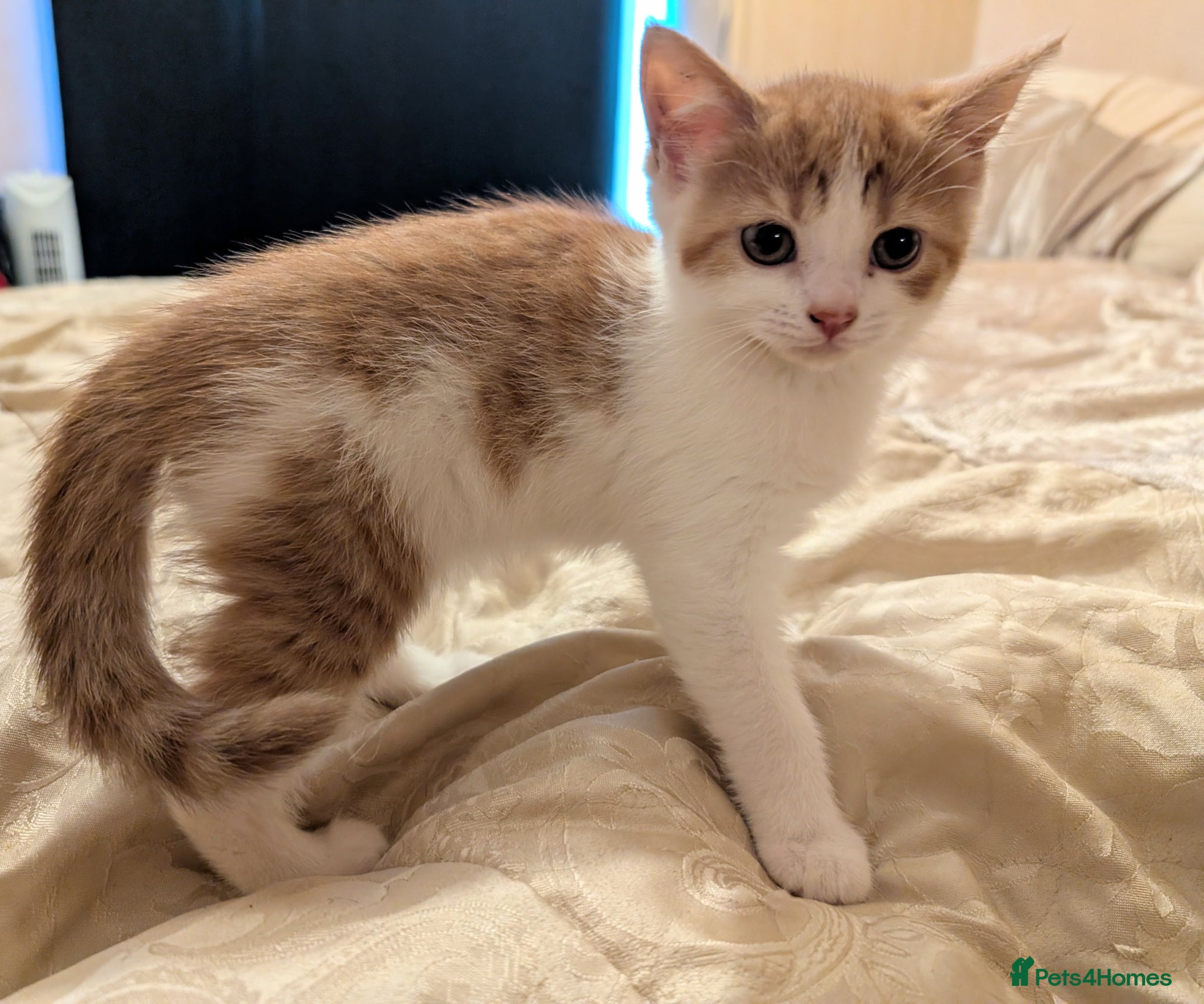Mixed Breed cats Stunning kittens for sale - only two left! - Advert 3