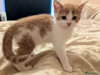 Mixed Breed cats Stunning kittens for sale - only two left! - Advert 3