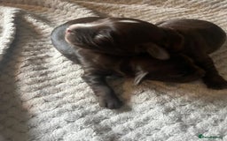 Cocker Spaniel dogs for sale: KC FTCH working cocker spaniel puppy’s  - Image 17