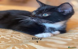 Domestic Shorthair cats for sale: 4 Playful Tuxedo Shorthair Black and White Kittens - Image 2