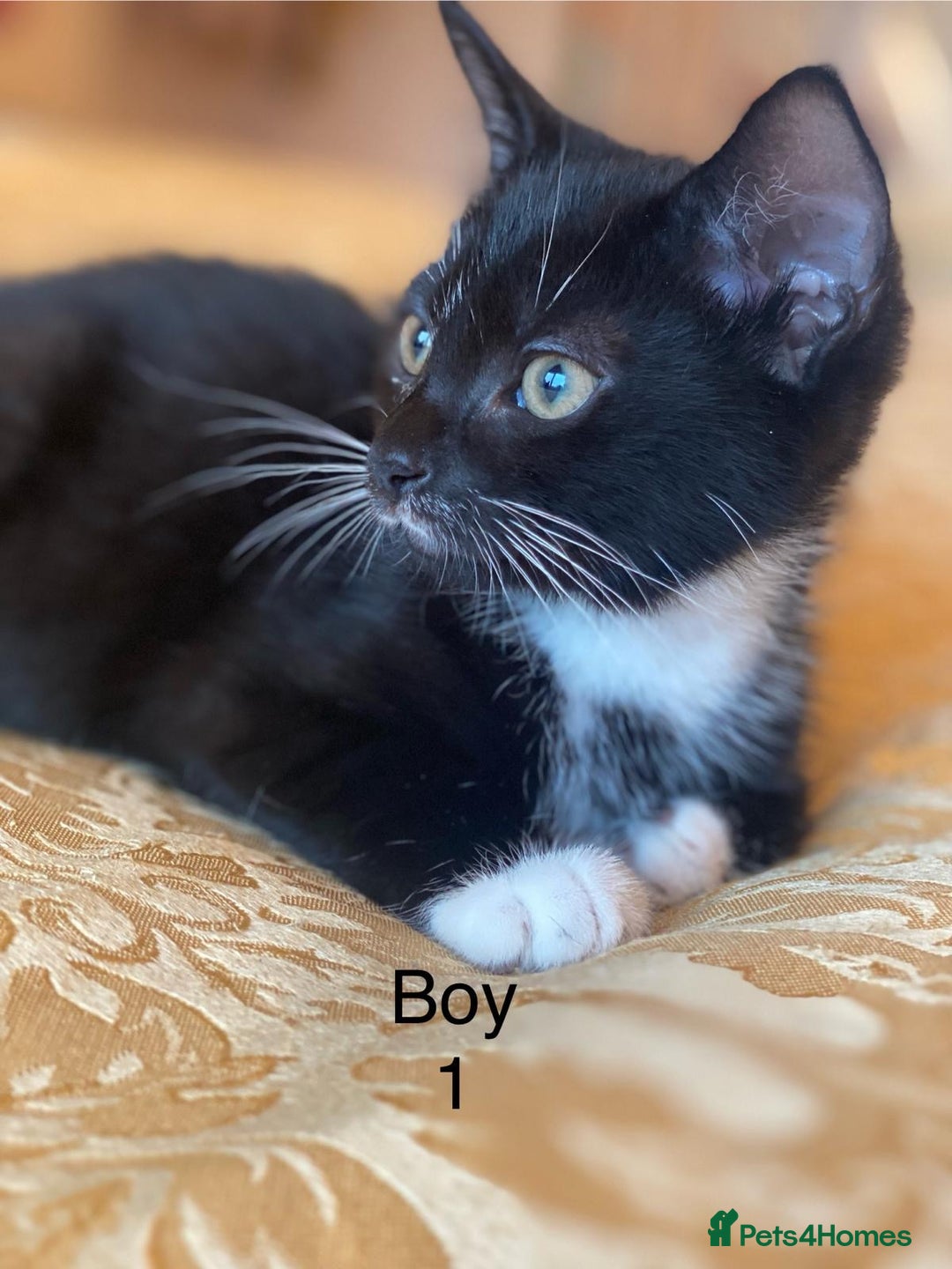 Domestic Shorthair cats for sale: 4 Playful Tuxedo Shorthair Black and White Kittens - Image 2