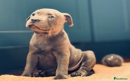 Staffordshire Bull Terrier dogs for sale: 🐾 Beautiful KC Fully Vaccinated Girl Available 🐾 in Peterborough - Image 21