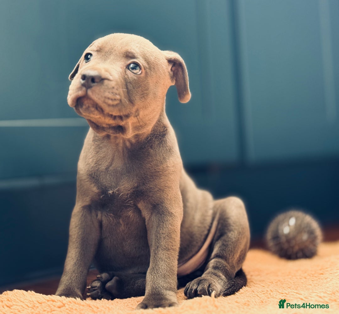 Staffordshire Bull Terrier dogs for sale: 🐾 Beautiful KC Fully Vaccinated Girl Available 🐾 in Peterborough - Image 21