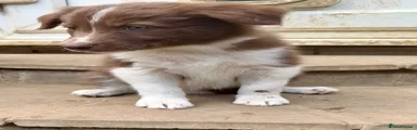 Border Collie 1