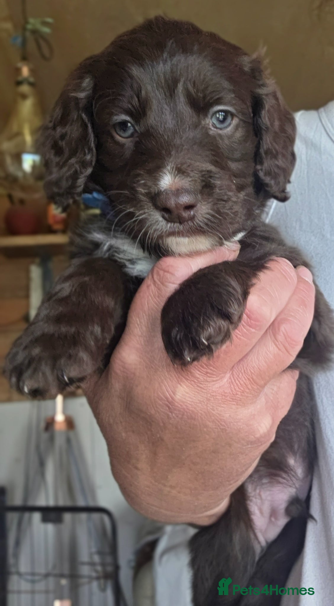 Cockapoo dogs Cockerpoo puppies F1 stunning mixed litter  - Advert 6