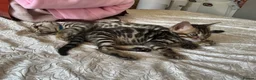 Bengal cats for sale: Adorable Bengal kittens pedigree ready to reserve - Advert 4