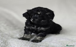 Miniature Poodle dogs for sale: SMALL SIZE MINIATURE PUPPIES RARE COLOUR DNA TEST - Image 14