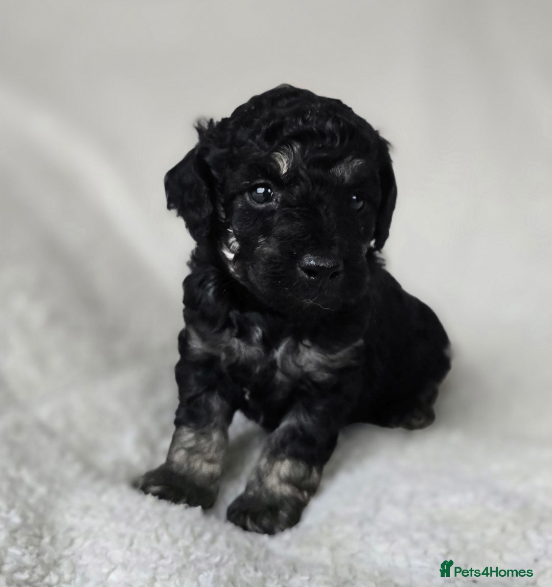 Miniature Poodle dogs for sale: SMALL SIZE MINIATURE PUPPIES RARE COLOUR DNA TEST - Image 14