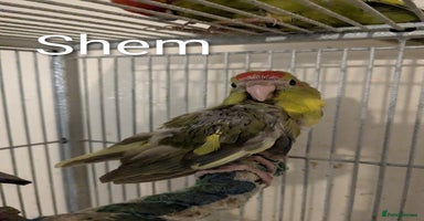 Parakeets birds Hand reared baby kakarikis - Advert 6